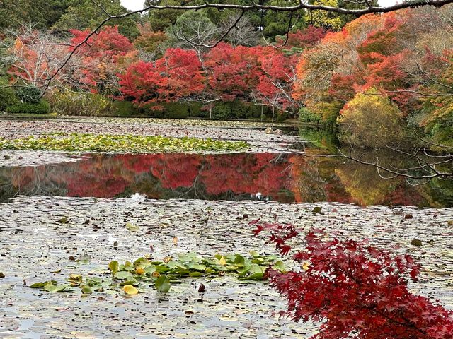 A More Balanced Kyoto Temple Experience