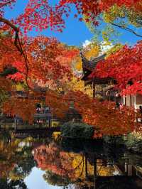 現在正是時候！銀杏全黃了！抓緊衝