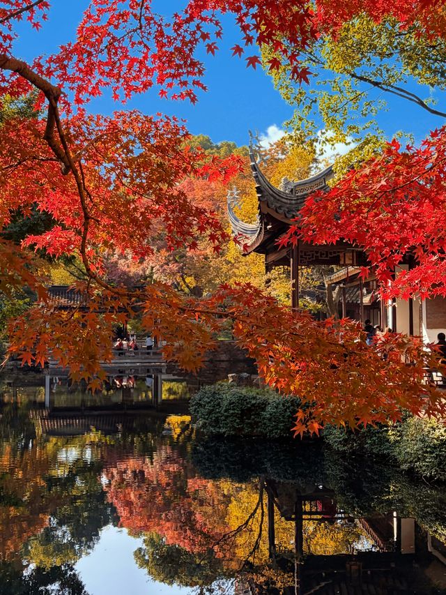 現在正是時候！銀杏全黃了！抓緊衝