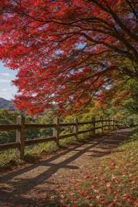 美到窒息！我在莫干山撿到了整座秋天