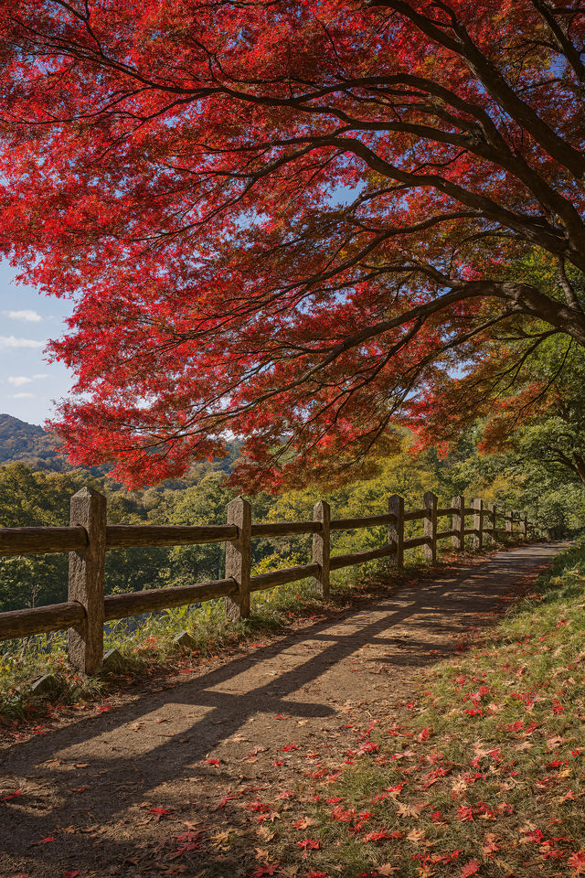 美到窒息！我在莫干山撿到了整座秋天