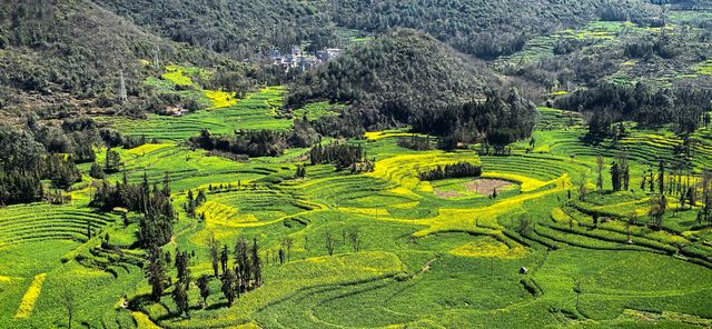 峰叢花田醉我心