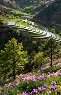 絕美金沙江梯田漫步