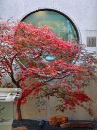 上海小京都這片楓葉階梯美到窒息!人少速來!