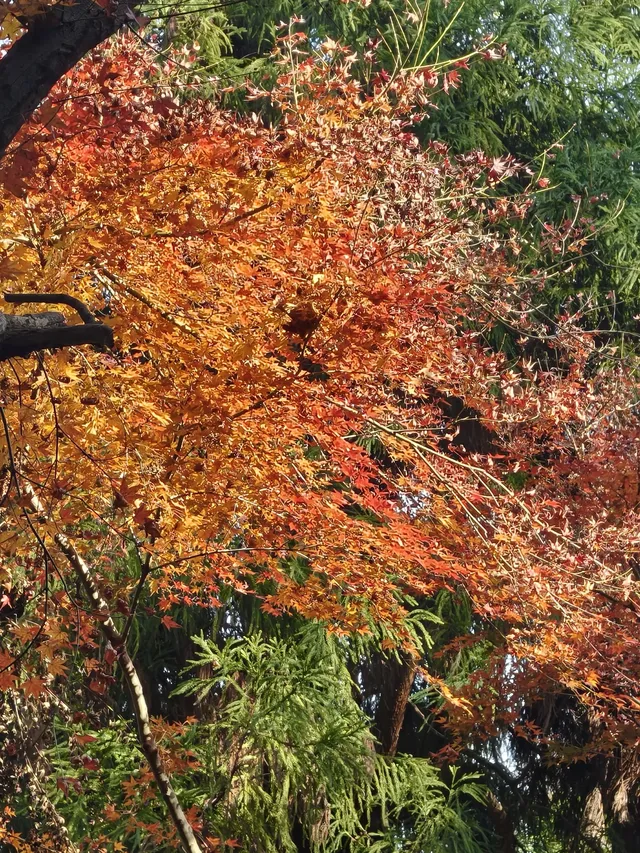 莫干山太美了 好棒完成人生第一次徒步 莫干山太美了 好棒完成人生第一次徒步