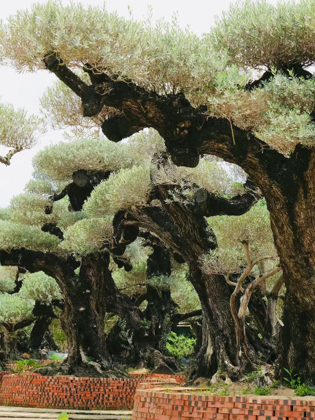 原來佛山都有中山公園? 原來佛山都有中山公園?