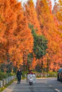 升仙湖的秋，是水杉用紅色寫的詩 