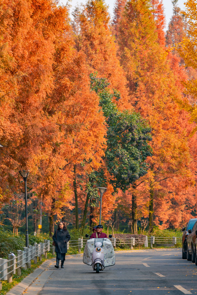 升仙湖的秋，是水杉用紅色寫的詩 