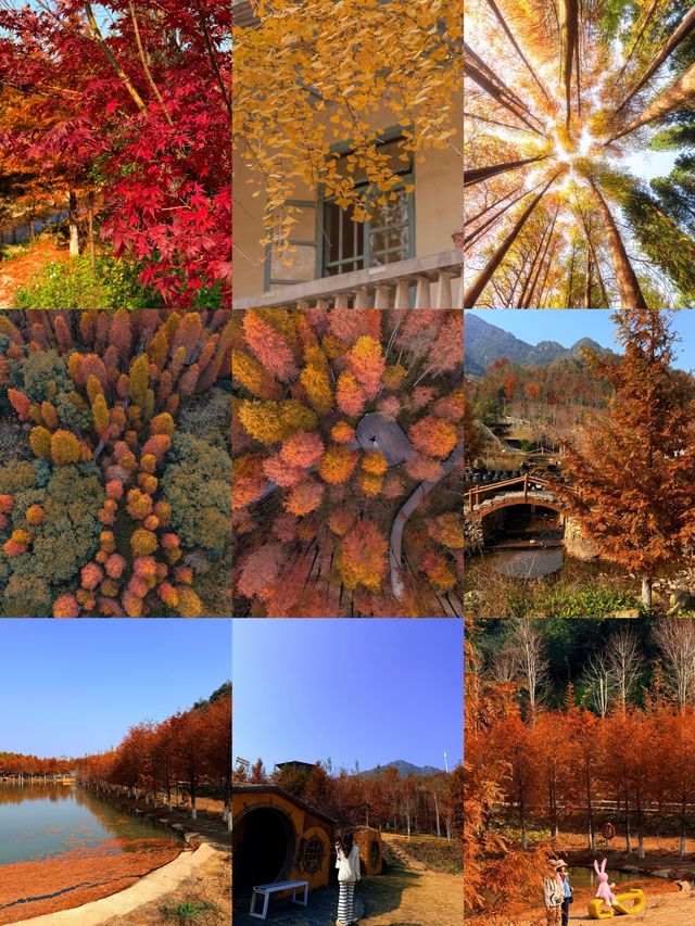 冬日的浪漫是落羽杉給的,太出片了! 冬日的浪漫是落羽杉給的,太出片了!