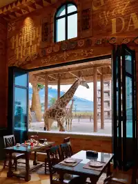 泉州我實現了和長頸鹿貼臉吃早餐