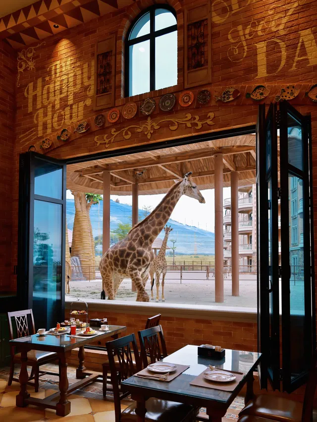 泉州我實現了和長頸鹿貼臉吃早餐 泉州我實現了和長頸鹿貼臉吃早餐