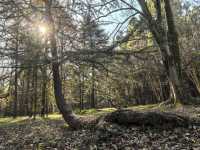 中山植物園就是靜奢風的天花板，閉眼入不虧！