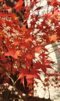 Live全屏打開最美楓葉神樹錯過等明年