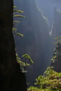 黃山(二) | 松與石