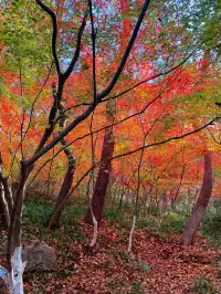 12.5實況 ｜棲霞山美得讓人掐人中