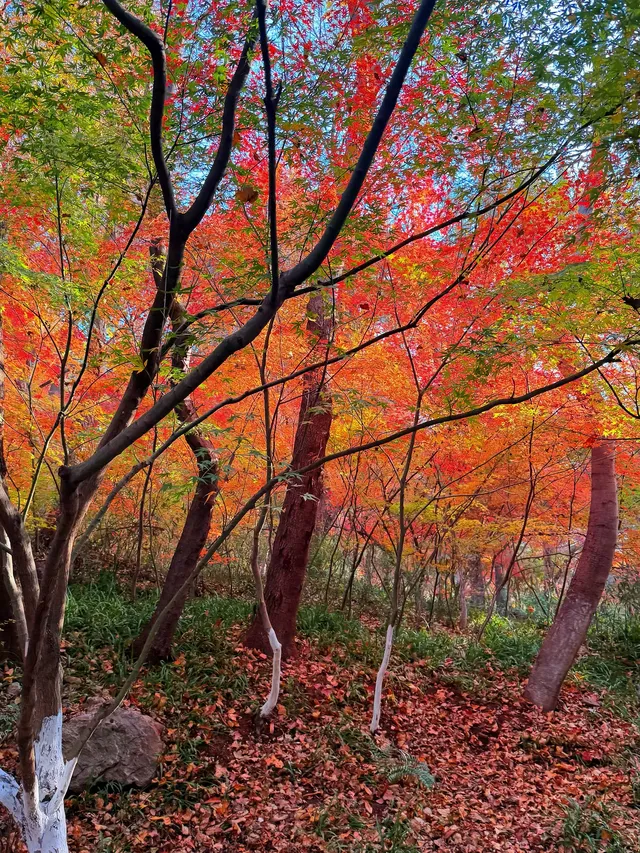 12.5實況 ｜棲霞山美得讓人掐人中