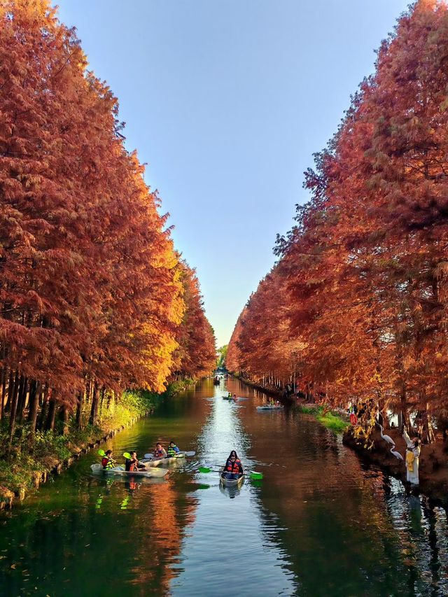 闖入紅衫秘境,開啟浪漫划船之旅 闖入紅衫秘境,開啟浪漫划船之旅