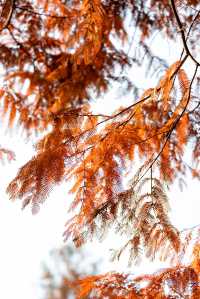 成都昇仙湖公園|晨霧下的水杉林是那麼的夢幻