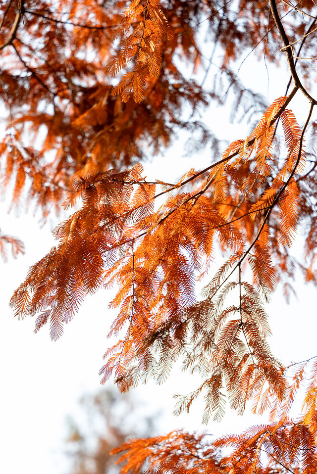 成都昇仙湖公園|晨霧下的水杉林是那麼的夢幻 成都昇仙湖公園|晨霧下的水杉林是那麼的夢幻