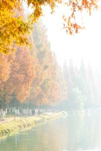 成都昇仙湖公園|晨霧下的水杉林是那麼的夢幻