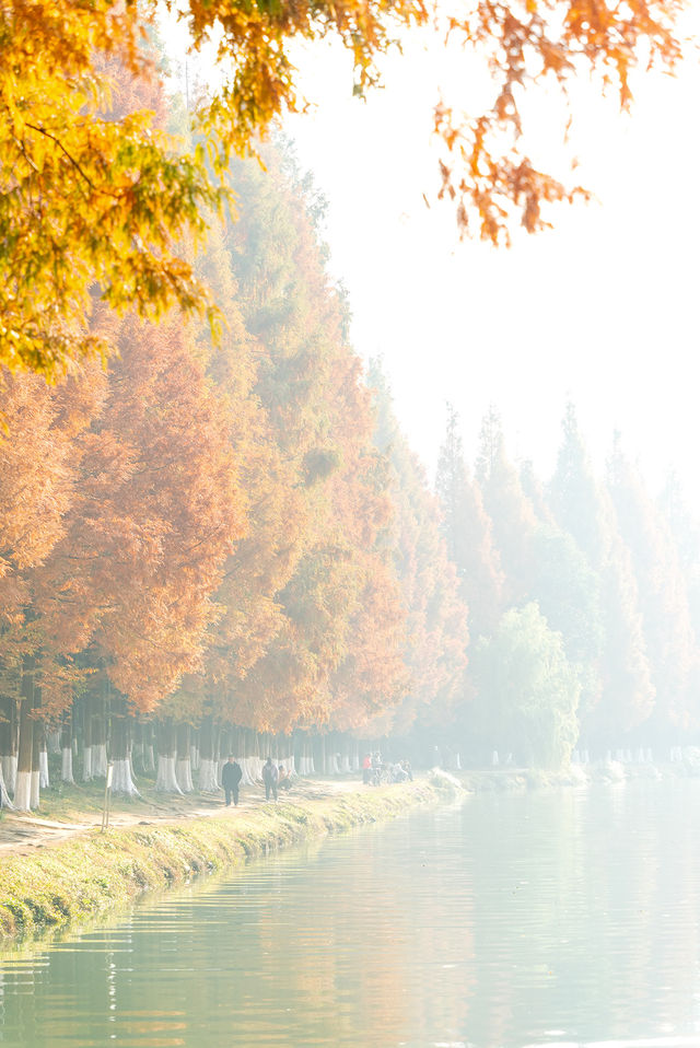 成都昇仙湖公園|晨霧下的水杉林是那麼的夢幻 成都昇仙湖公園|晨霧下的水杉林是那麼的夢幻