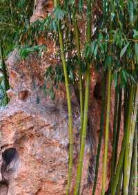 大連兩片超美竹林,第二個很少有人知道