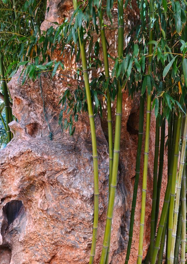大連兩片超美竹林,第二個很少有人知道 大連兩片超美竹林,第二個很少有人知道