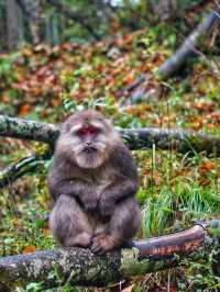 唐家河自然風光漫遊