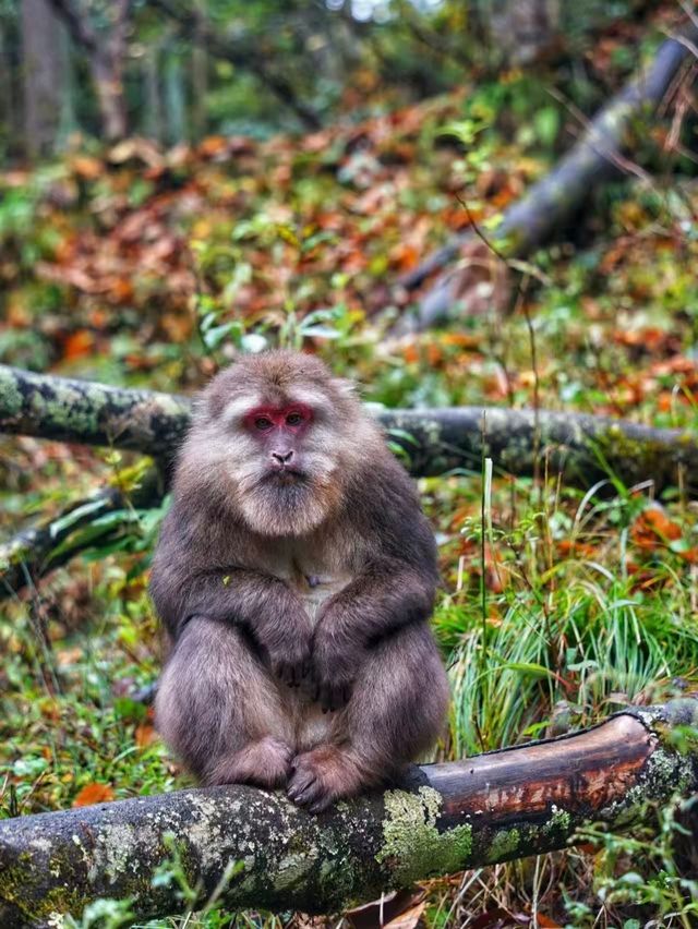 唐家河自然風光漫遊