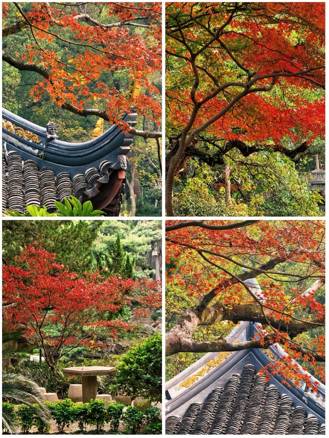 葉園秋深 | 一庭朱色染畫簷 葉園秋深 | 一庭朱色染畫簷