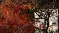 紅葉〡12.7古猗園的橙紅美景