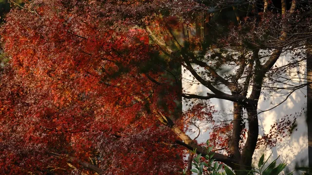 紅葉〡12.7古猗園的橙紅美景