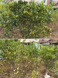 閩南田園一日:觸摸舊時光,品嚐新鮮味