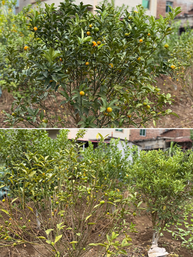 閩南田園一日:觸摸舊時光,品嚐新鮮味 閩南田園一日:觸摸舊時光,品嚐新鮮味