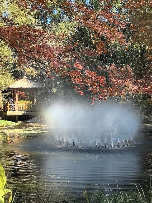 秋天的共青森林公園彷彿是一幅油畫 秋天的共青森林公園彷彿是一幅油畫
