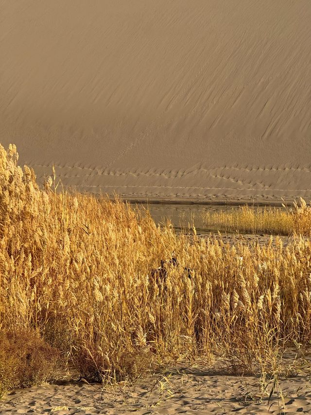 敦煌月牙泉|鳴沙山環抱的沙漠新月 敦煌月牙泉|鳴沙山環抱的沙漠新月
