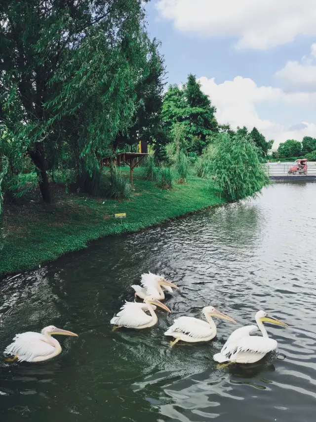 Awesome! Nantong Forest Wildlife Zoo · Immersive Guide to Cuddling Giant Pandas and Feeding Giraffes