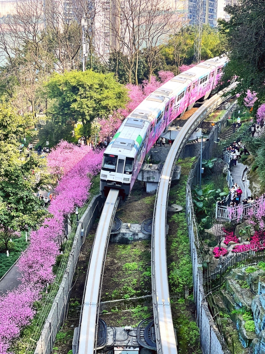 Too bad you're not in Chongqing🌸 You don't know how beautiful the train to spring is
No, Chongqing is also stunning this season, and the train to spring has already departed! 🚄✨

📍Location: Exit 5, Chongqing Rail Transit Line 1/2
📅Best Viewing Time: Early March to mid-April

🌟Highlights:
1️⃣ Train passing through a sea of flowers: The train slowly leaves Fotuguan Station, flanked by blooming cherry blossoms and peach blossoms, as if entering a fairy tale world! 🌸🚆
2️⃣ Photo hotspot: Whether from the train's perspective or standing on the Fotuguan walkway, every shot looks like a masterpiece! 📸

💡Tips:
- Recommendation: Visit in the morning or afternoon when the sun is out; sunlight shining on the cherry blossoms and train makes for better photos!
- It's best to shoot during morning and evening rush hours for a higher chance of capturing two trains meeting.
- Remember to wear light-colored clothes—they match the sea of flowers perfectly!