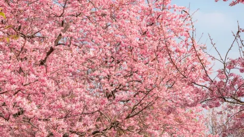 Fujian Spring Flower Viewing Guide | Travel Following the Scent of Flowers — traveler post in Sanming