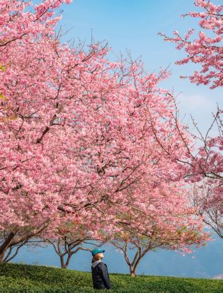 คู่มือชมดอกไม้บานในฤดูใบไม้ผลิที่มณฑลฝูเจี้ยน | ท่องเที่ยวไปกับกลิ่นหอมของดอกไม้