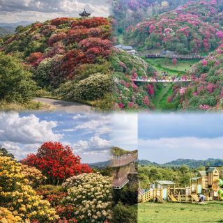 信じられないほど美しい！貴州百里ツツジ