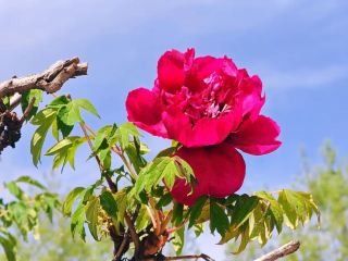 康楽百年牡丹園の盛花期が始まる