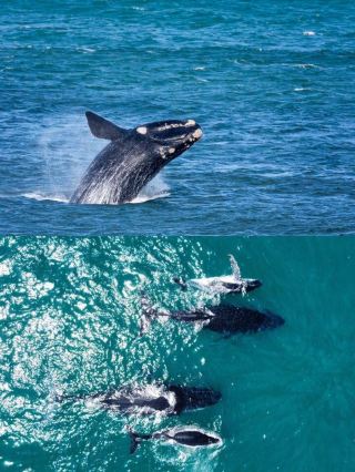 Can you whale watch in Melbourne? Save this whale watching guide now!