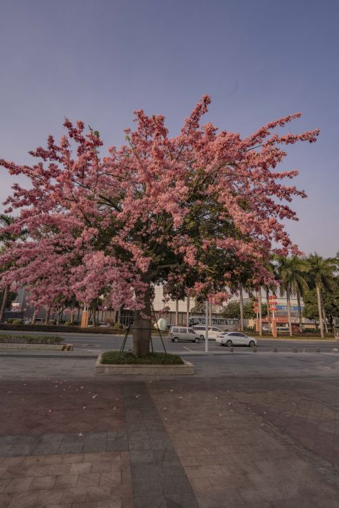 Foshan Shiwan Park Kapok Flower Complete Check-in Guide | Trip.com