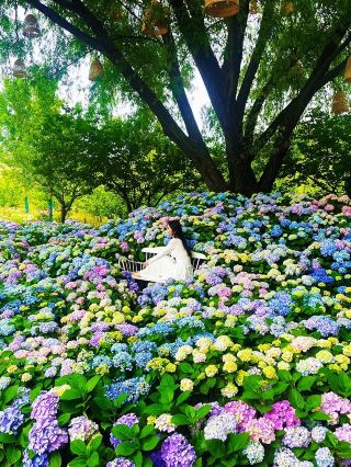 The scenery changes with the seasons. Popular attractions near Hefei: Beicheng Ecological Farm
