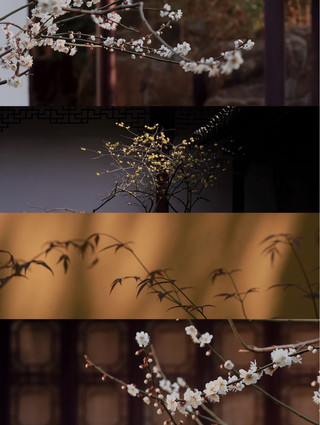 A trip to Jiangsu | Seeking plum blossoms in gardens, a thousand years of elegance, arriving as promised 🏯🌼