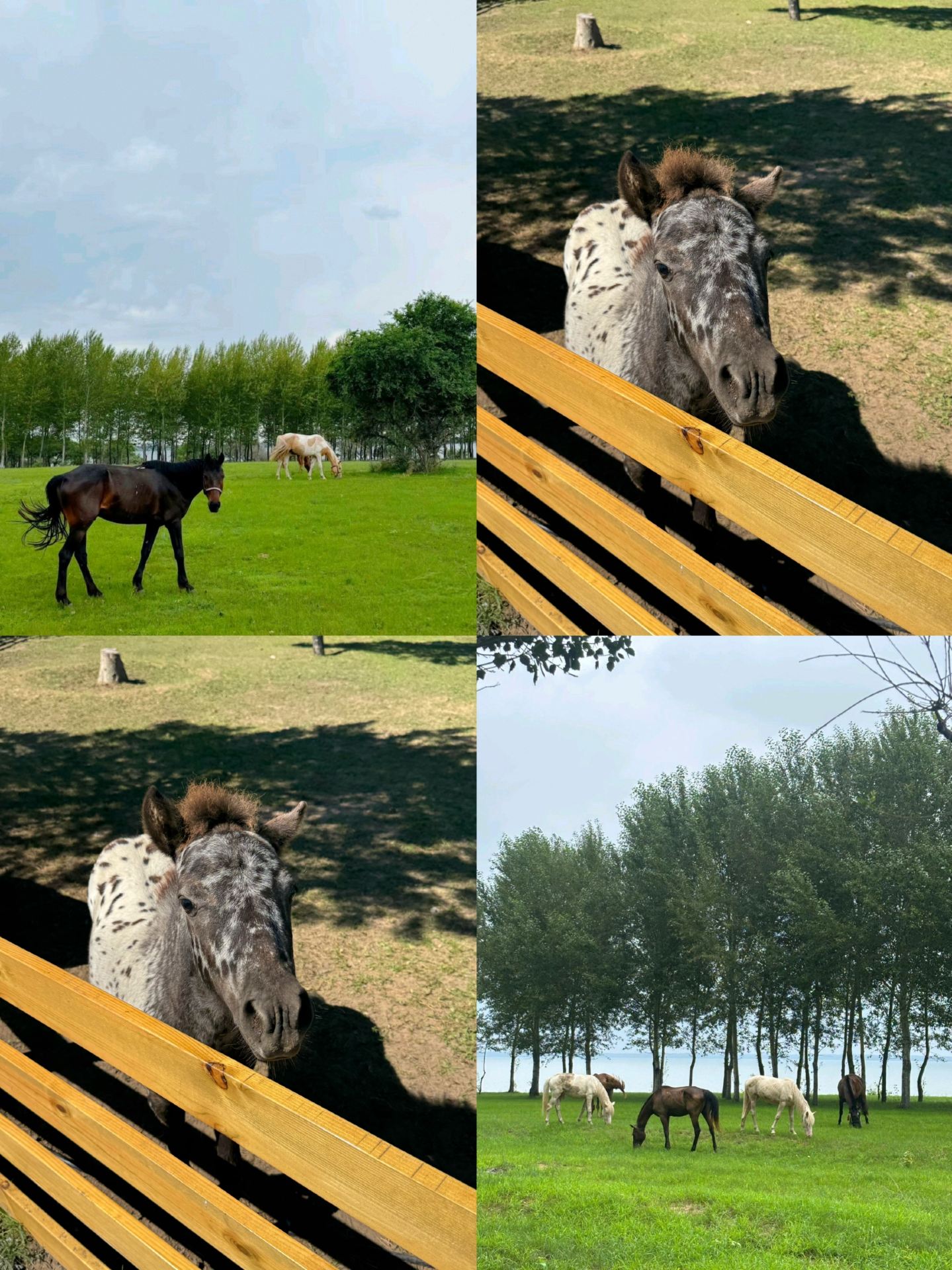去過5次大慶，熬夜整理出來的旅遊攻略實用資訊～