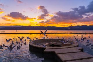 Already Looking Forward to It! The Seagulls Are Flying Towards This Lake