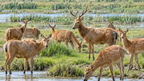 Panduan Lengkap Wisata Yancheng! Langsung Contek Aja. — traveler post in Sheyang