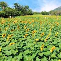 ดอกทานตะวันบานโครงการพระราชดำริ เขาชะงุ้ม ราชบุรี